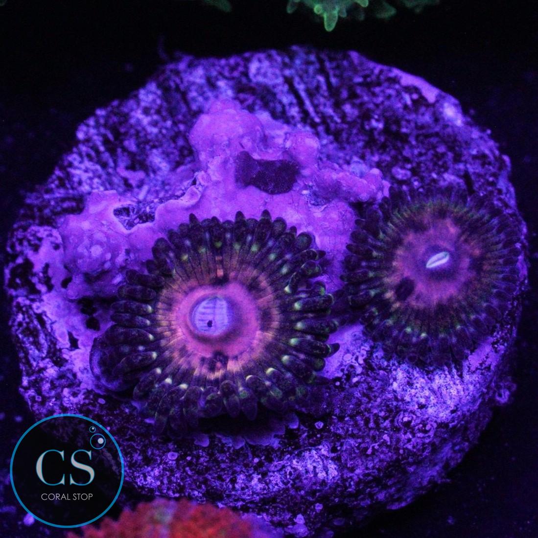 WWC HUNGRY EYES ZOA