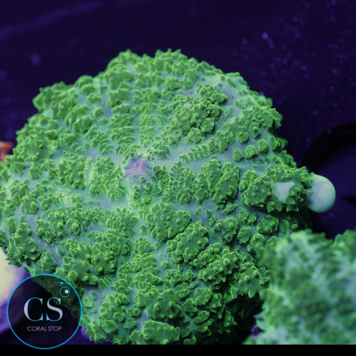 CS GHOST JUNGLE BOUNCE MUSHROOM