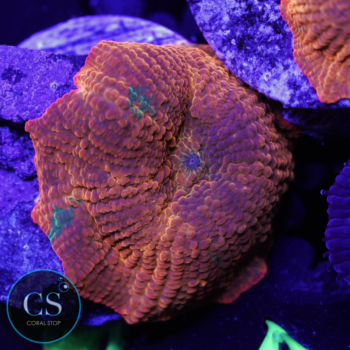 CANDY CRUSH JAWBREAKER MUSHROOM