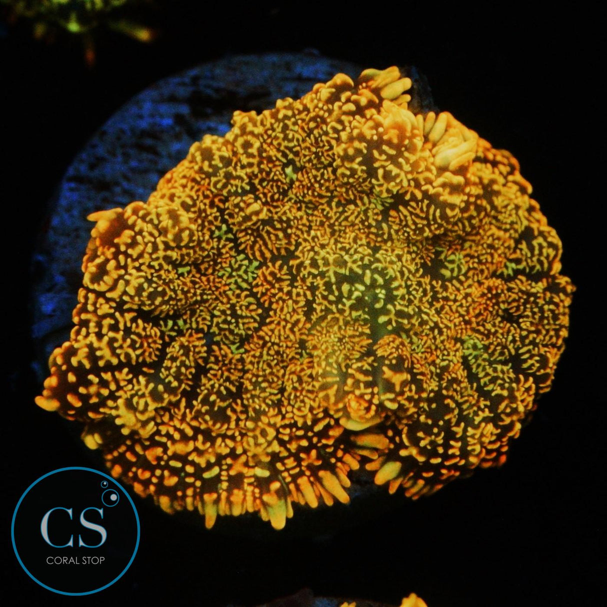 FLAME FIELD MUSHROOM