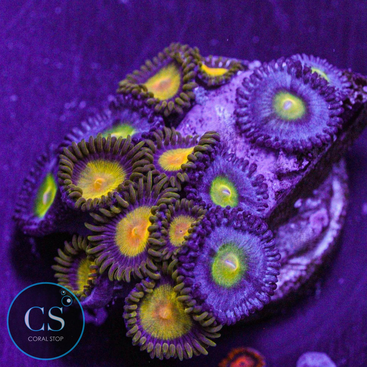 Combo Zoa