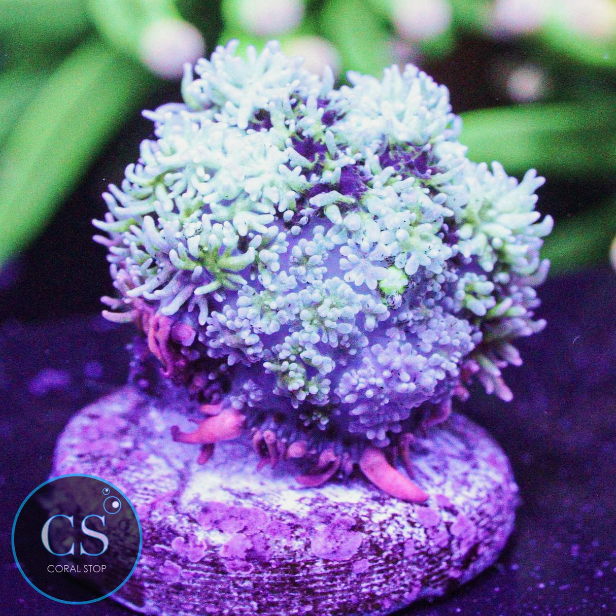 Frankenstein Bounce Mushroom