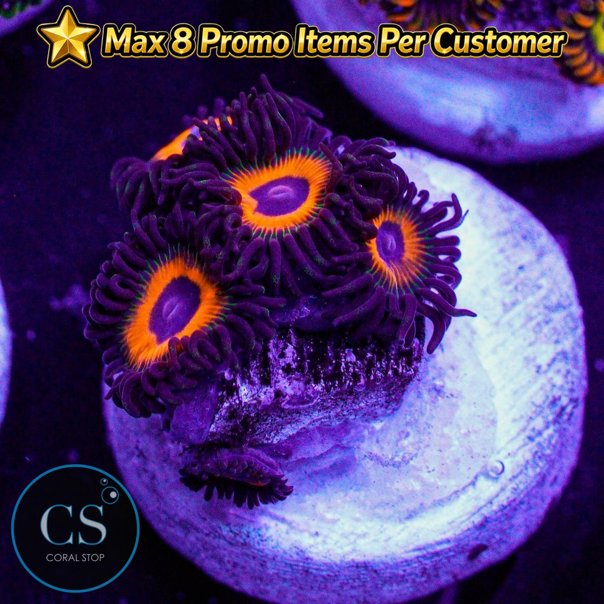 Firecracker Zoa