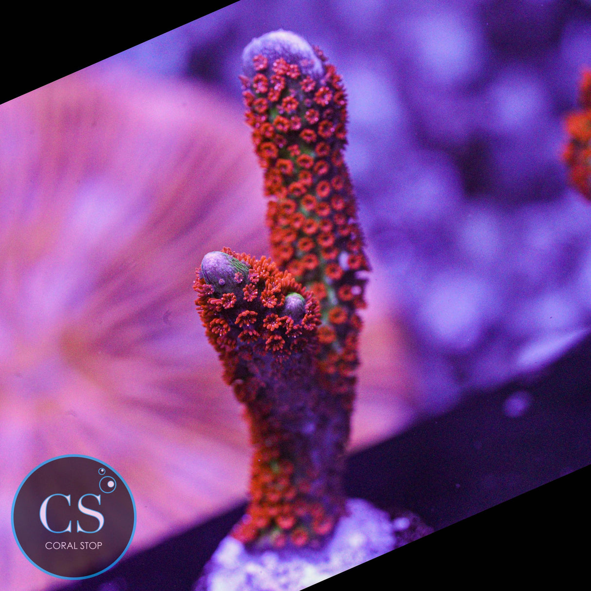 Bubblegum Digitata