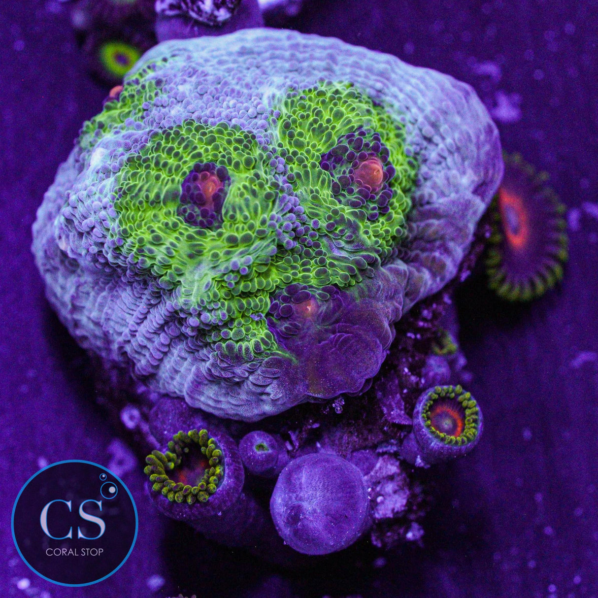 Avatar Chalice + Zoa Combo