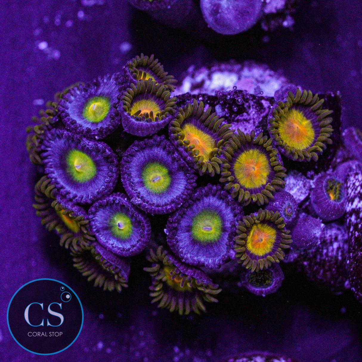 Combo Zoa
