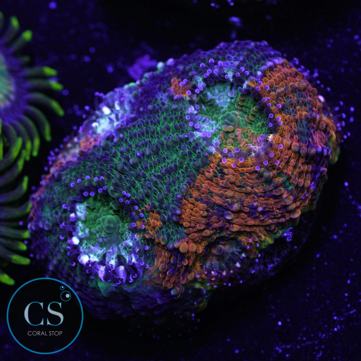 Bleeding Apple Acan Echinata