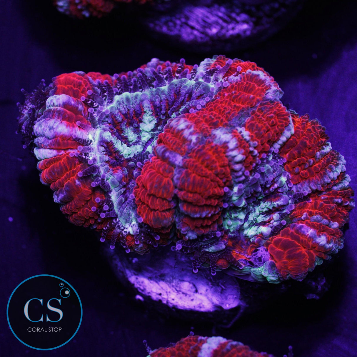 Agent Orange Asian Acan