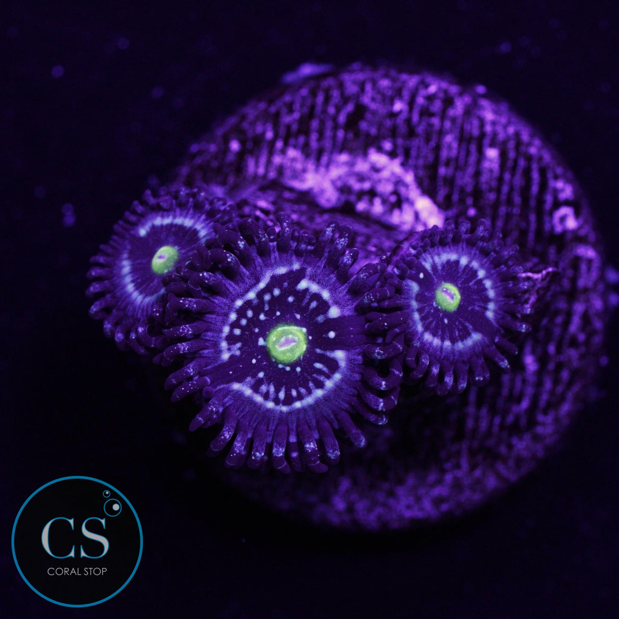 Blue Lagoon Zoa