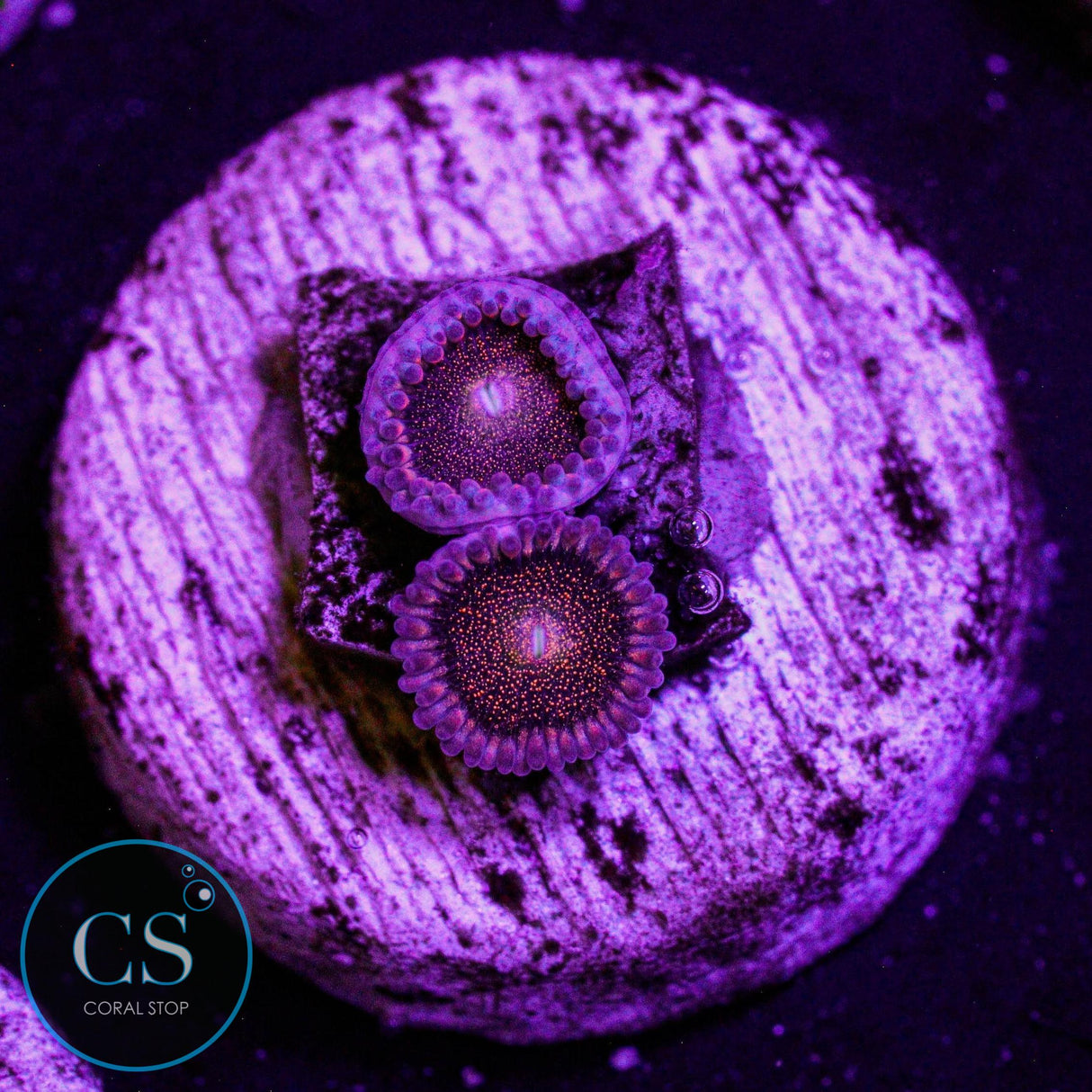 Mohawk Zoa