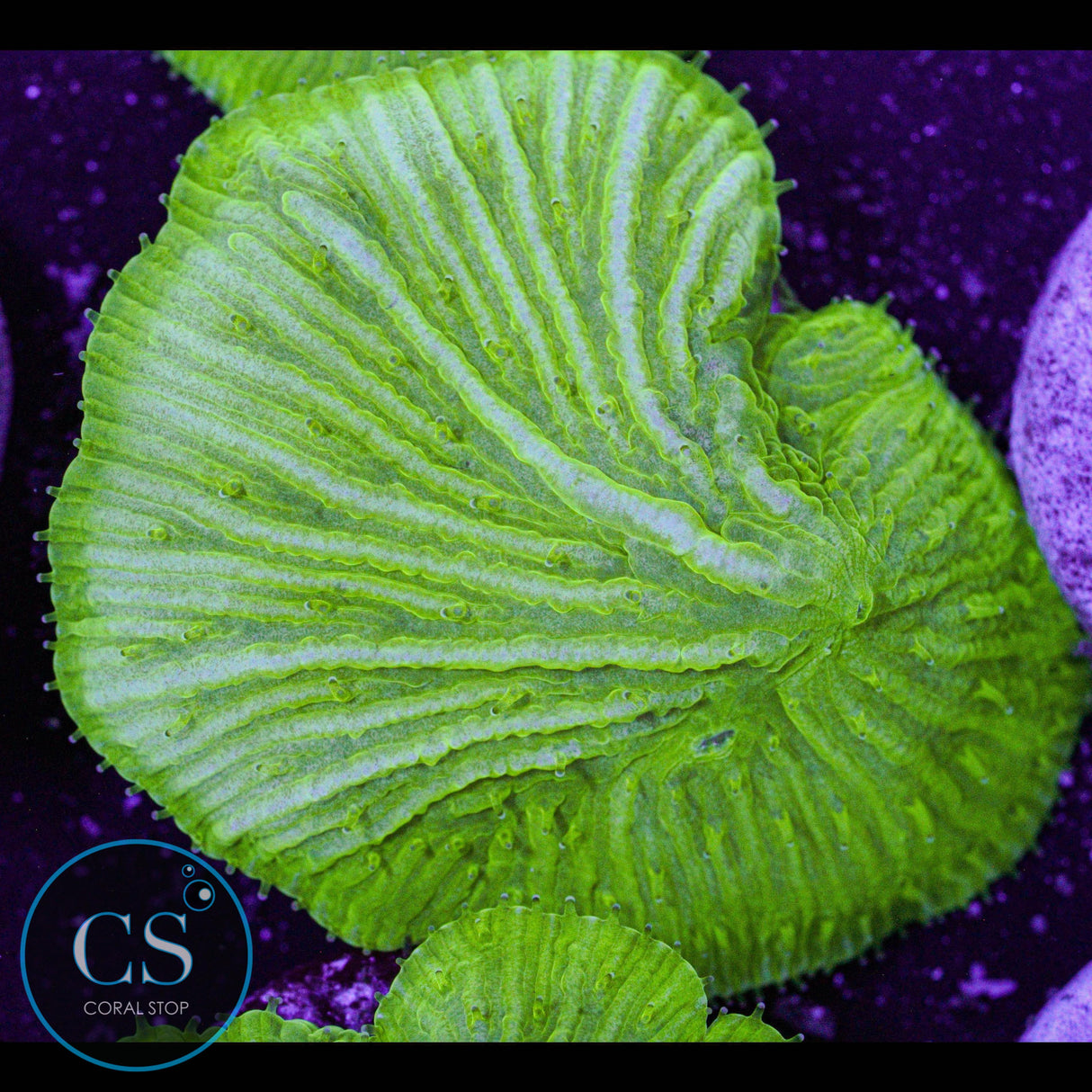 Kryptonite Diaseris Plate