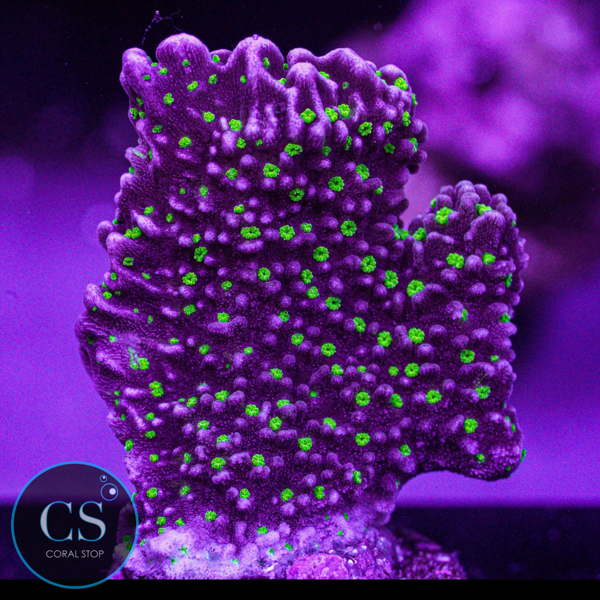 JF Tubs Stellata