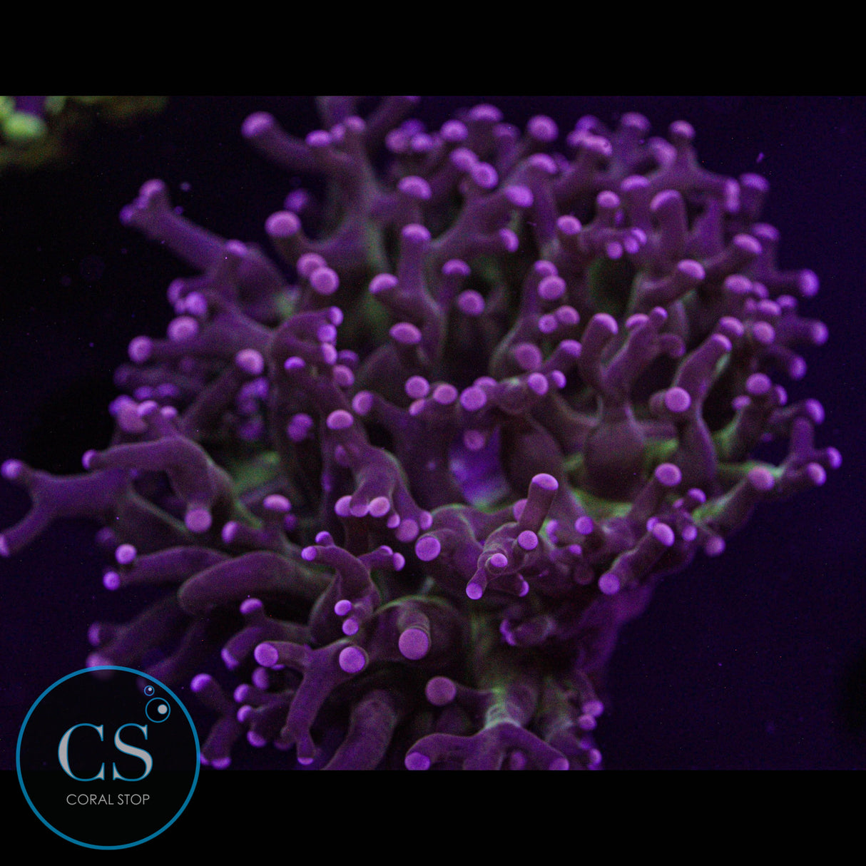 Miami Hurricane Frogspawn