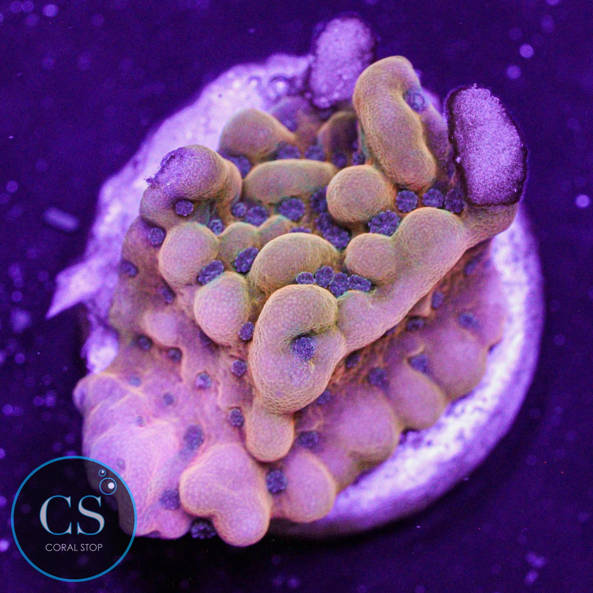 JF Alter Ego Montipora