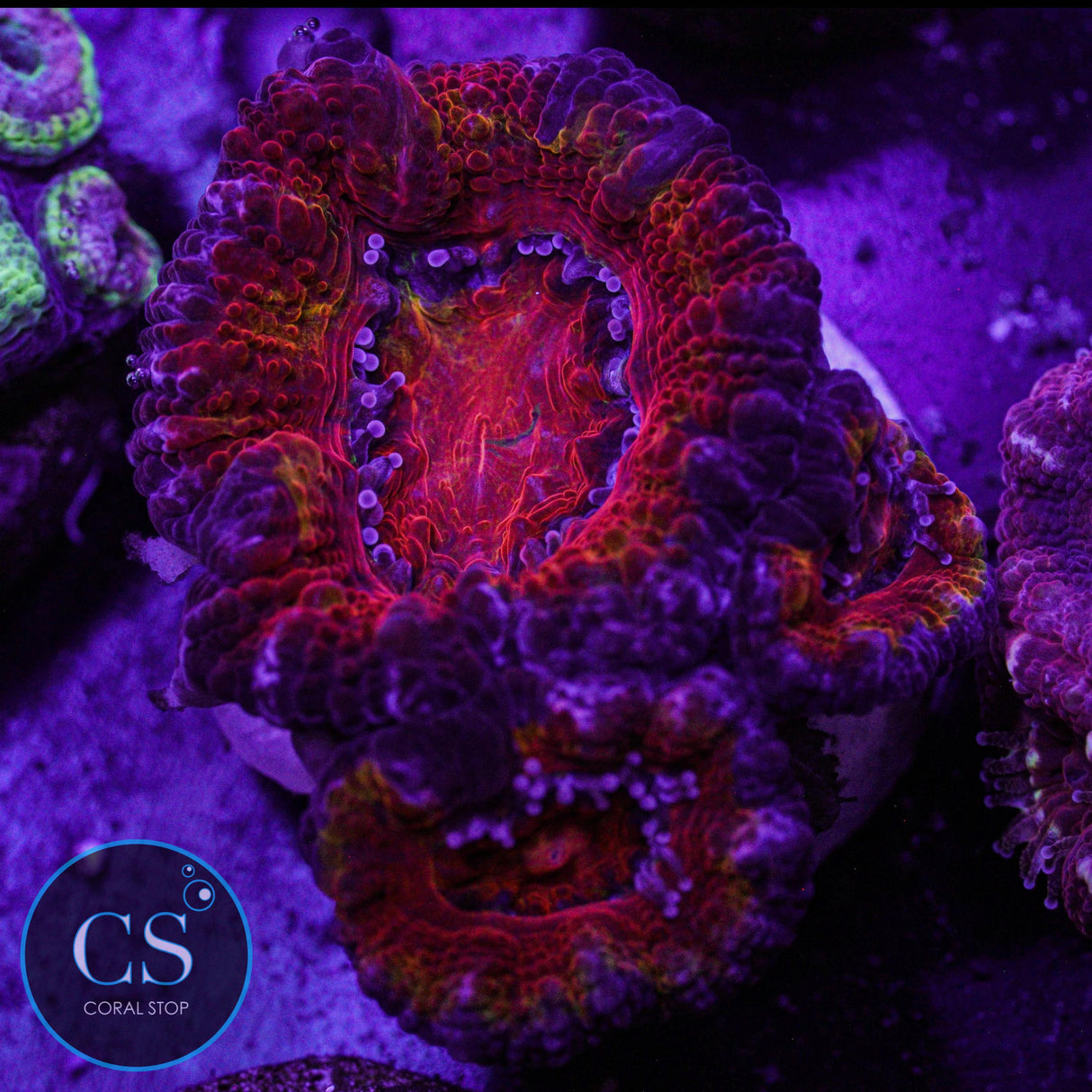 Hellboy Acan