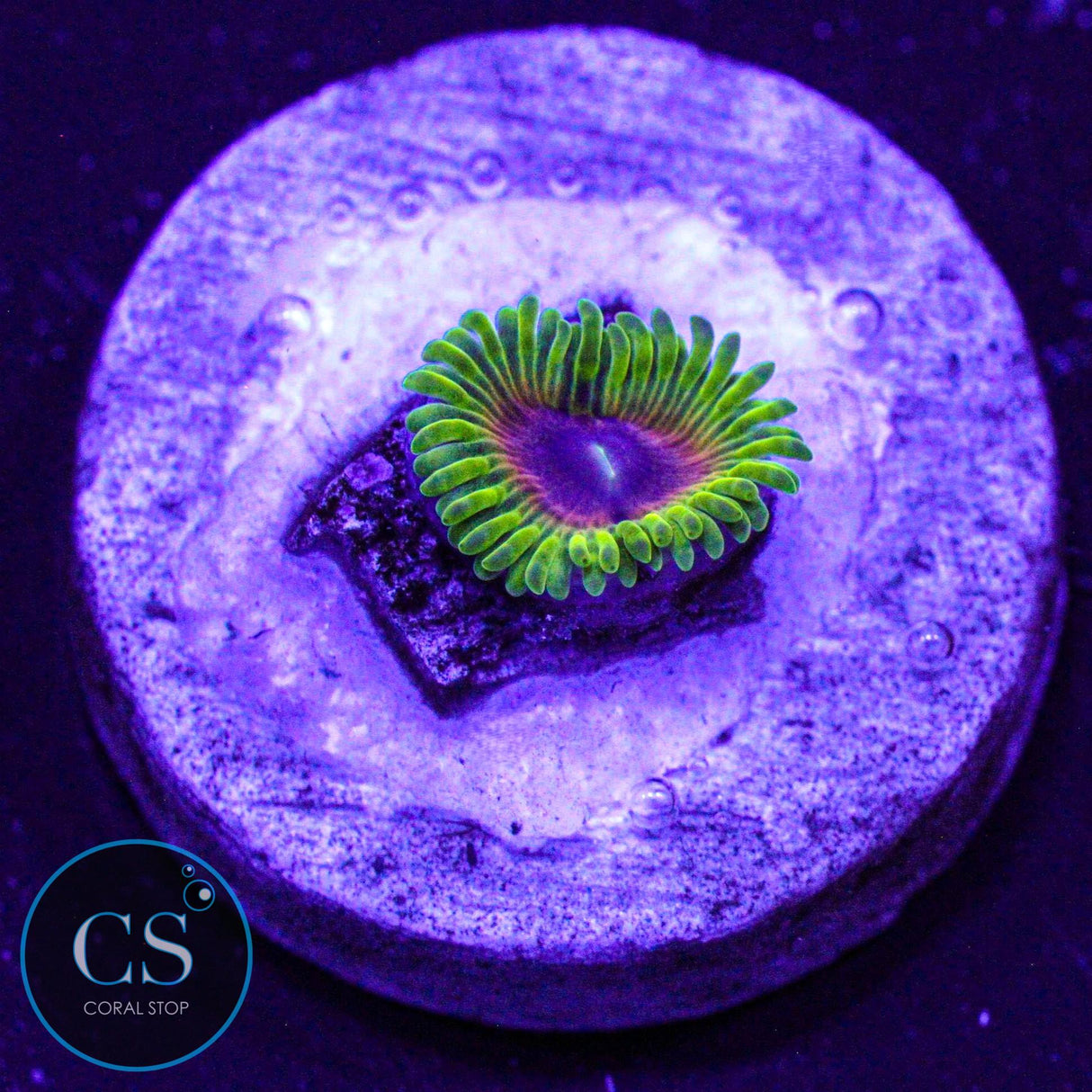 Oscar The Grouch Zoa