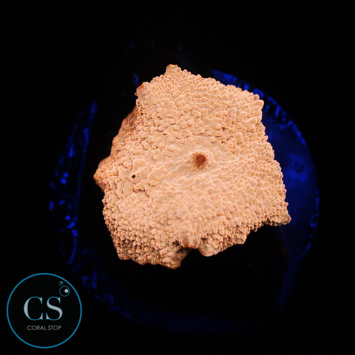 POLETTI JAWBREAKER MUSHROOM