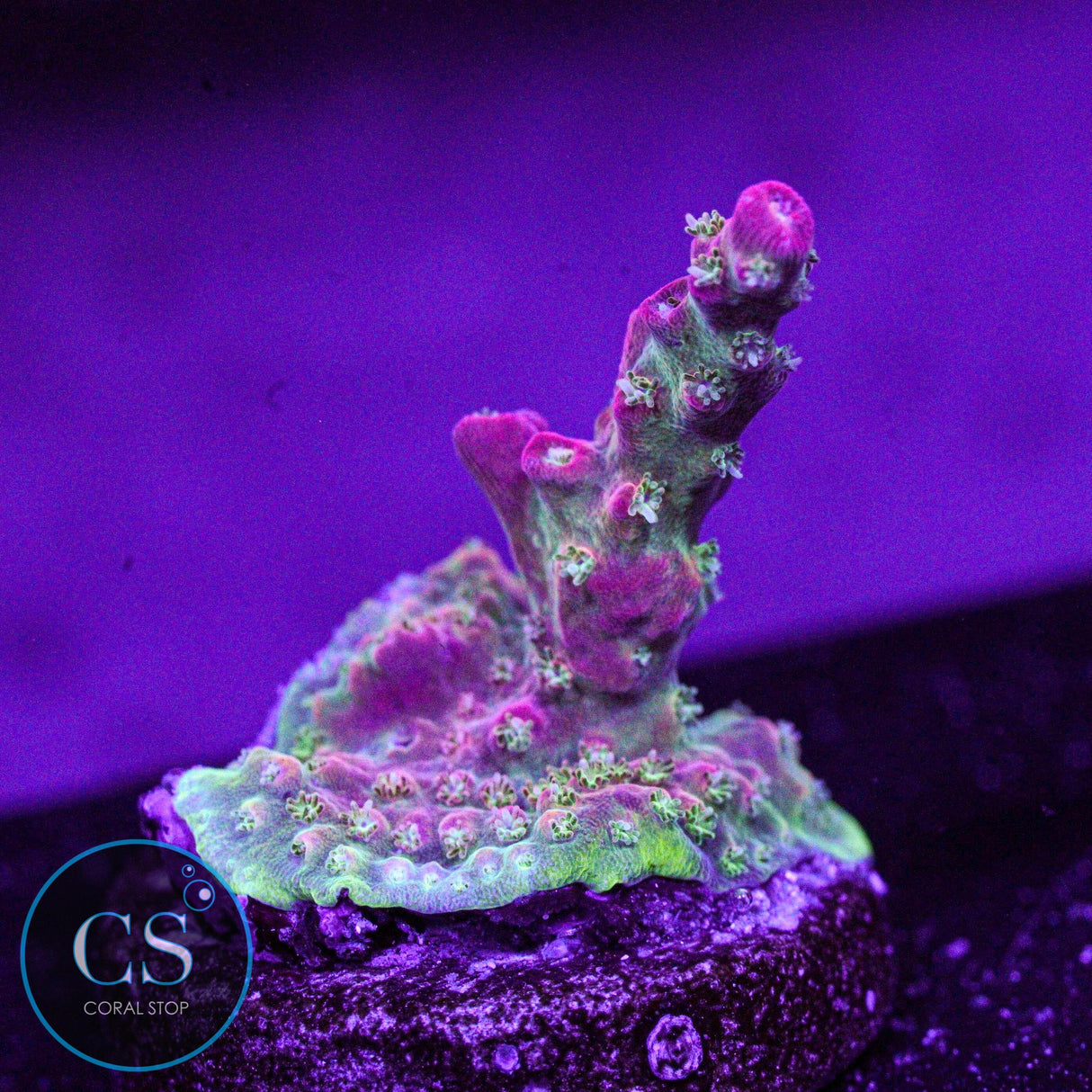 Vivid's Confetti Acropora