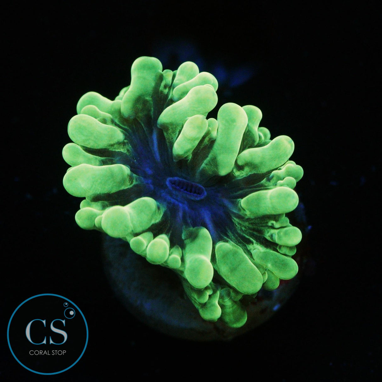 MINI PEARL BUBBLE CORAL