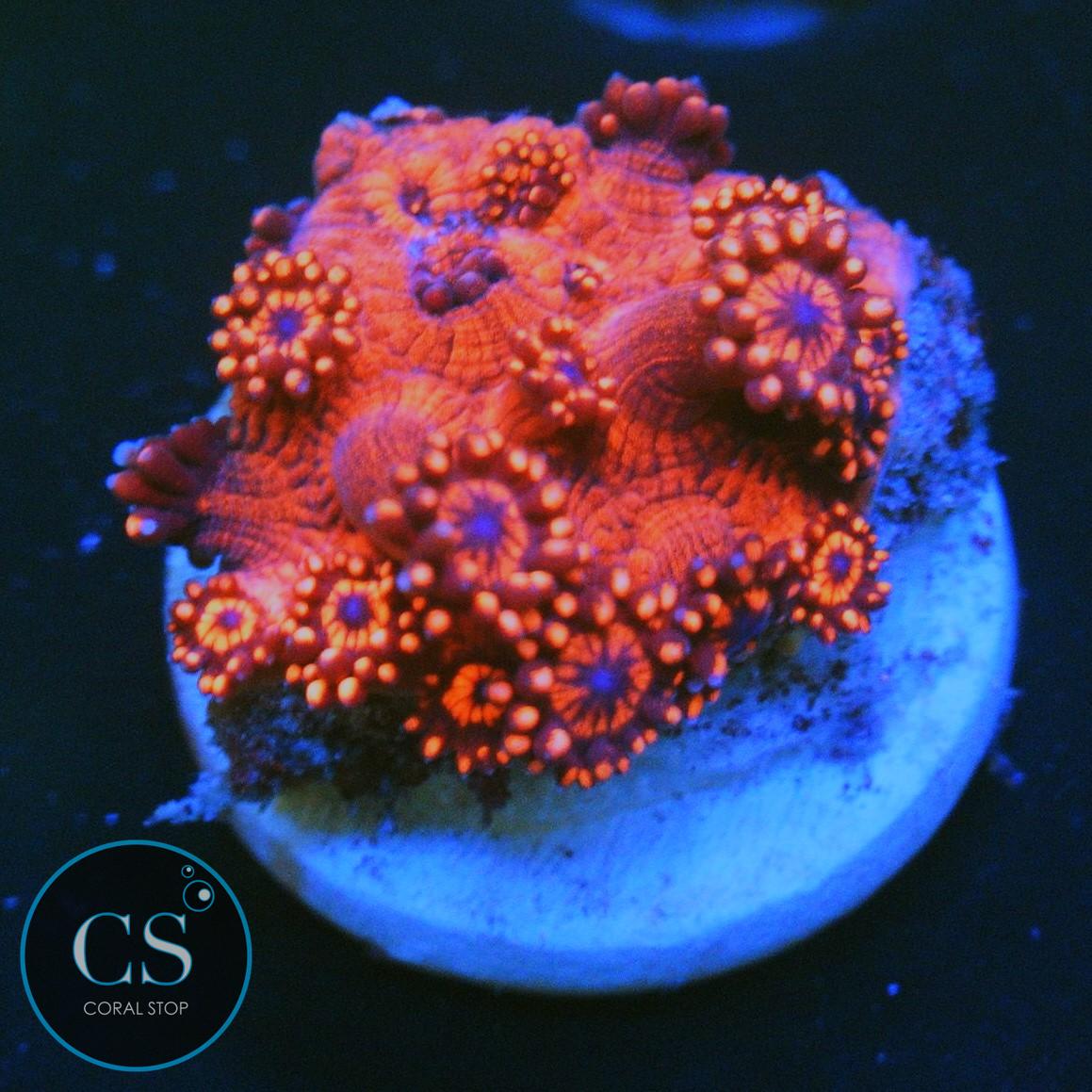 RED HORNET GONI