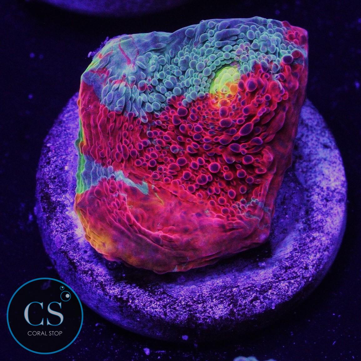 RAINBOW JELLYBEAN CHALICE