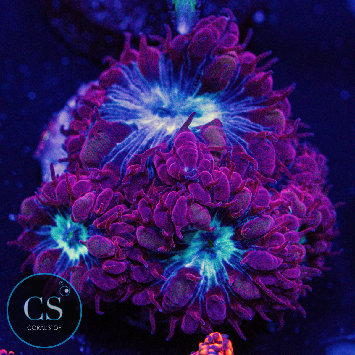 CS Midnight Ice Blasto Merletti