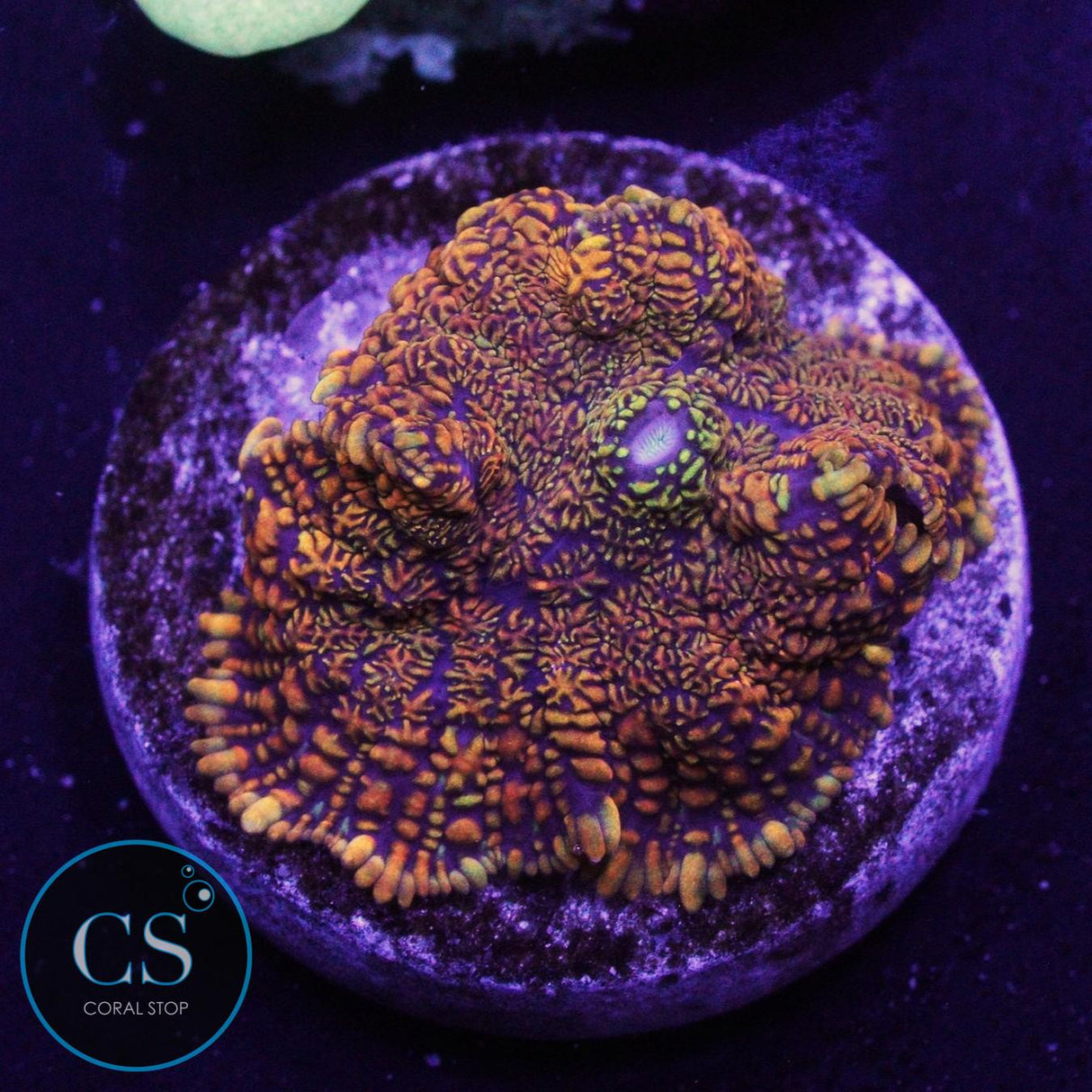 FLAME FIELD MUSHROOM