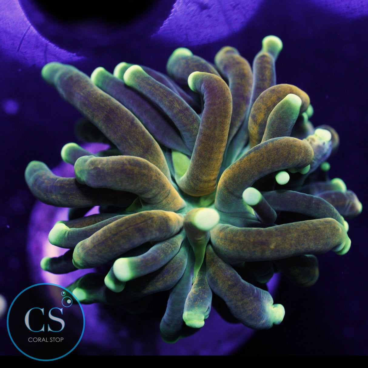 ULTRA BRANCH TIGER TORCH