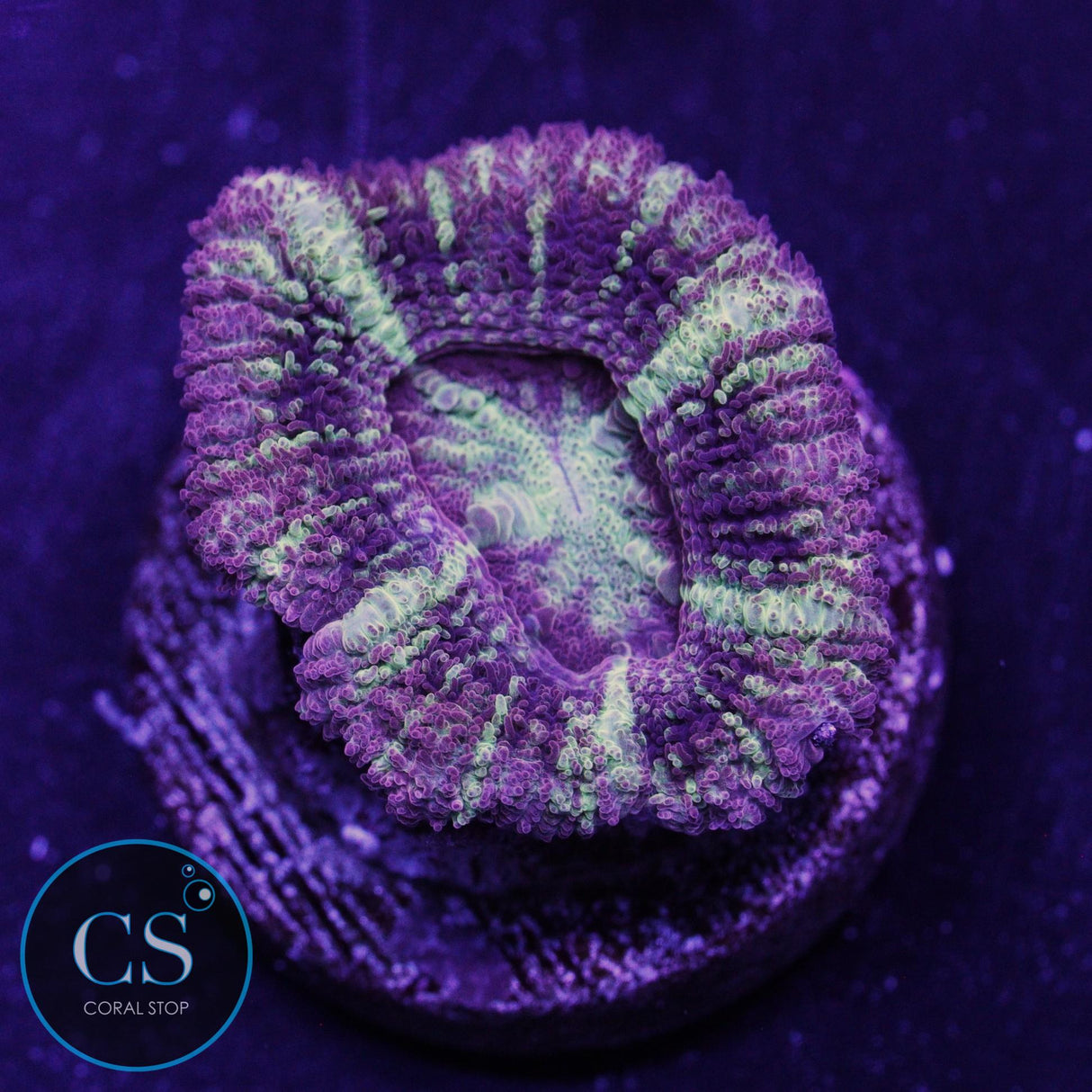 THUNDERSTRUCK ASIAN ACAN