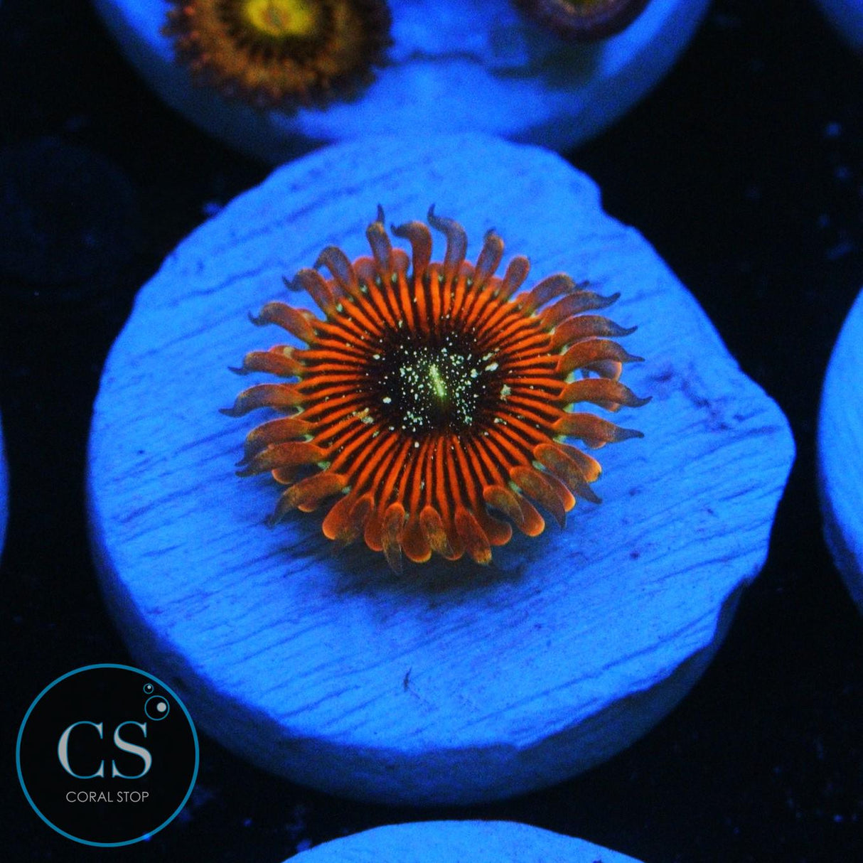 ULTRA MAGICIANS ZOA