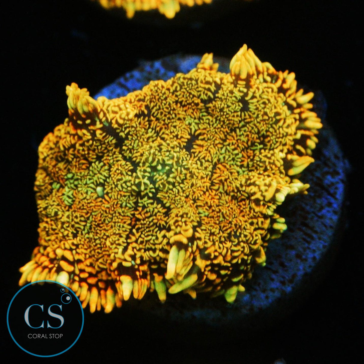 FLAME FIELD MUSHROOM