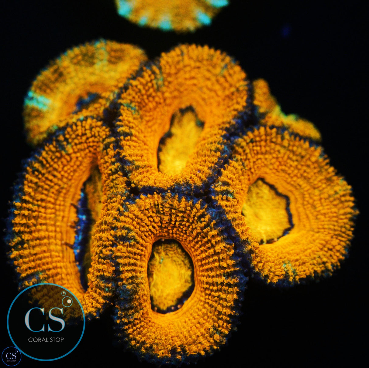 TANGERINE DREAM ACAN CHUNK