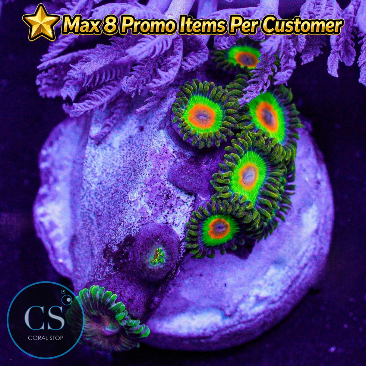 Rasta Zoa
