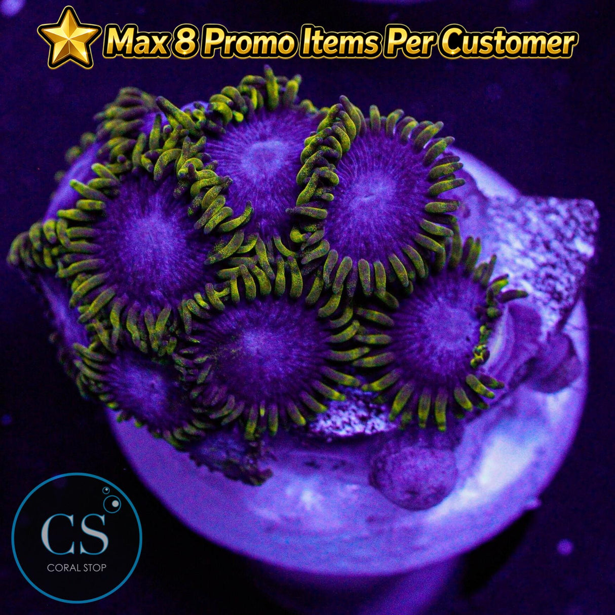 Blue Phoenix Zoa