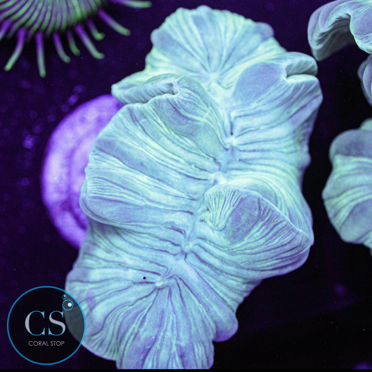 Mini Fox Coral