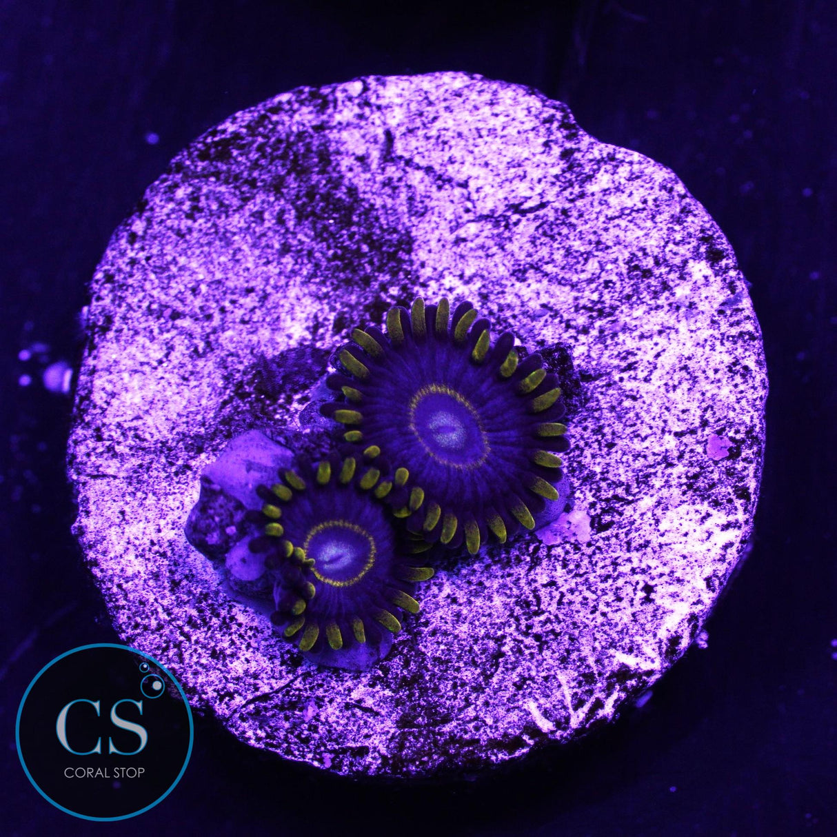 Blue Hornet Zoa