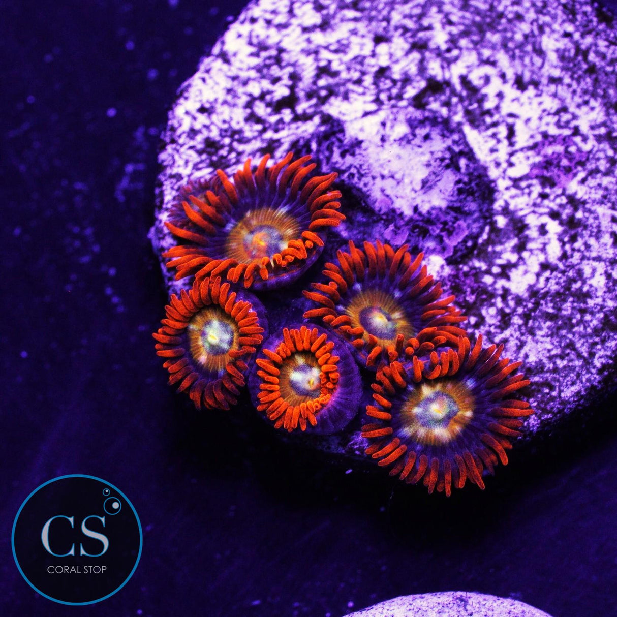 Speckled Fire And Ice Zoa