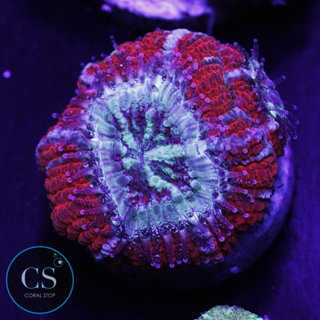 Agent Orange Asian Acan