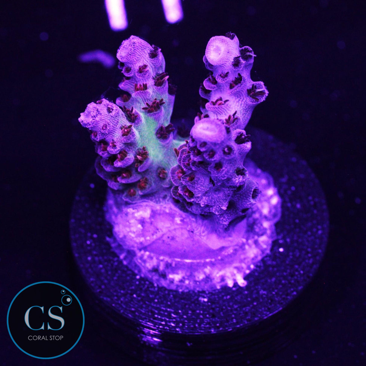 TSA Princess Peach Acro