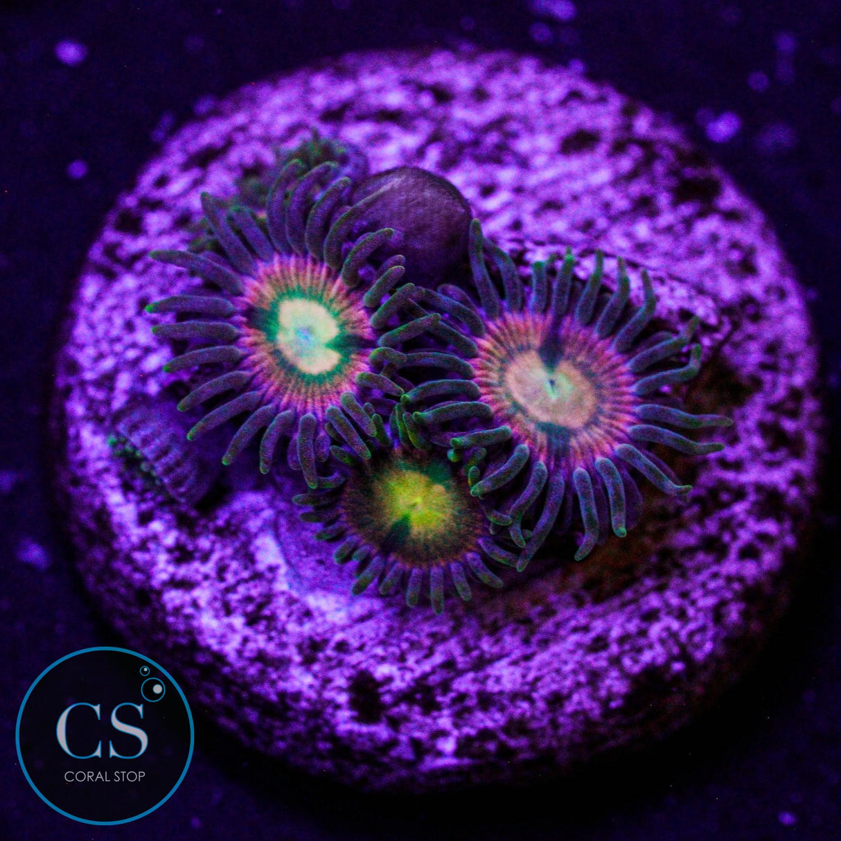 RR Kraken Zoa