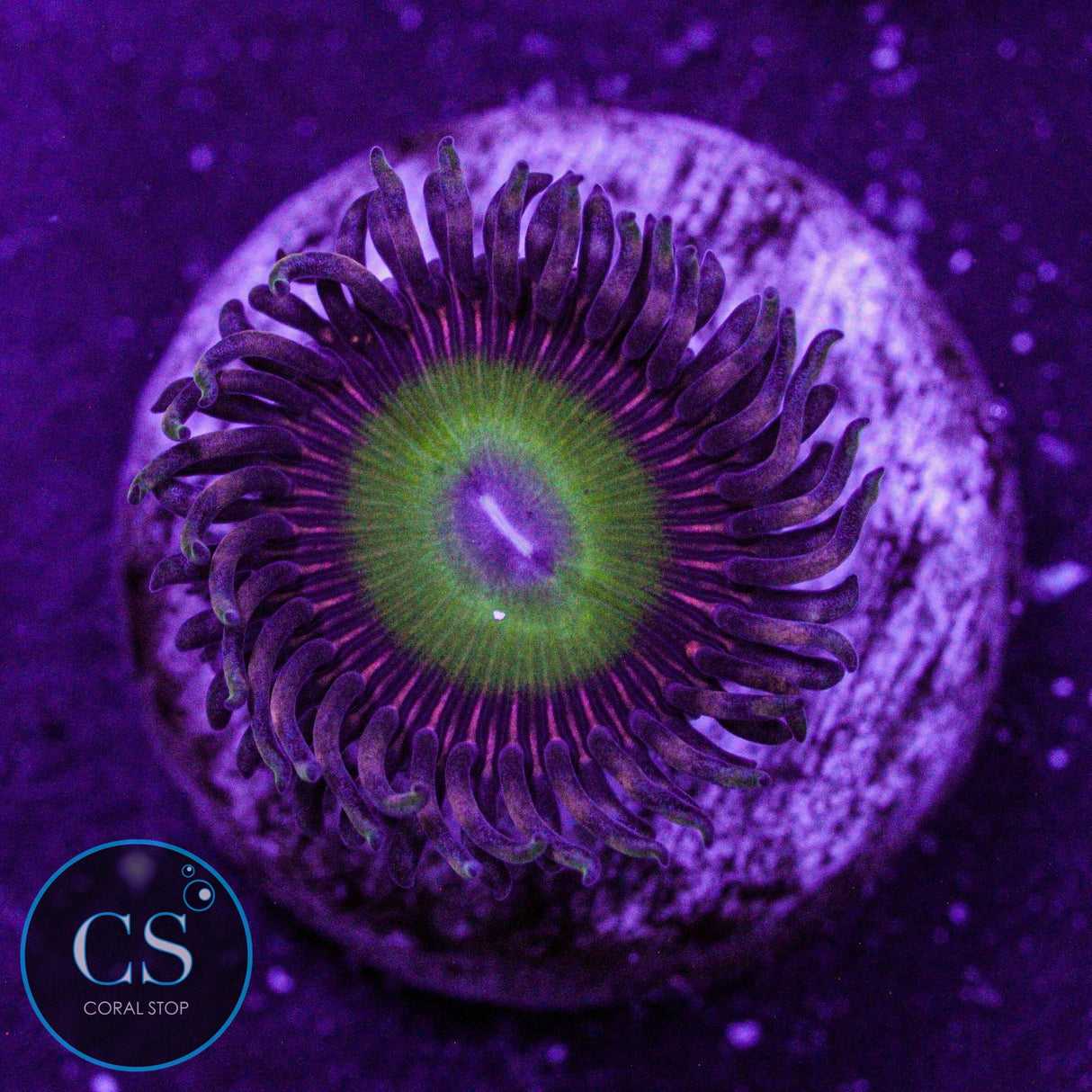 Candy Apple Pink Zoa