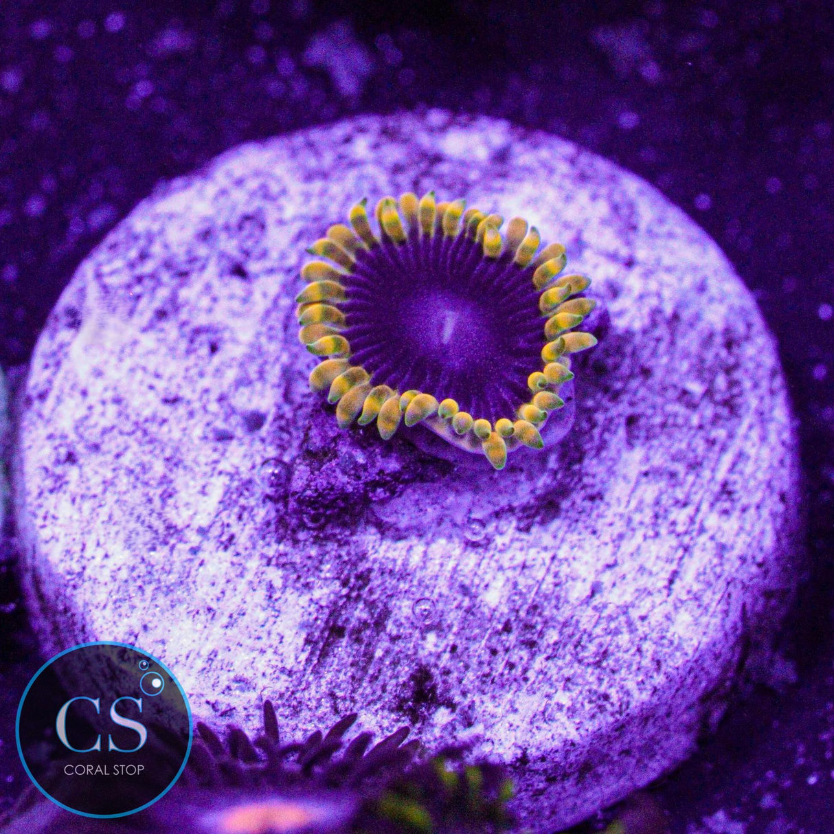 TSA Warpdive Zoa