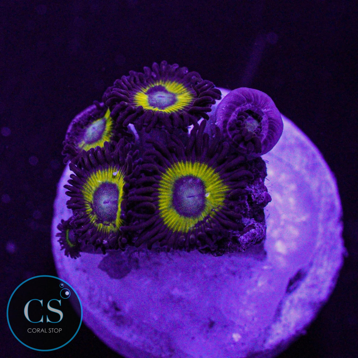 Belladonna Zoa