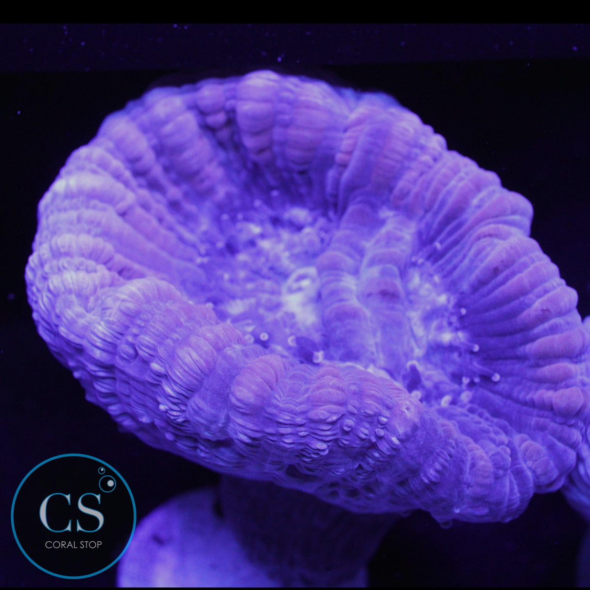 REEF BUILDERS XL PURPLE CANDY CANE