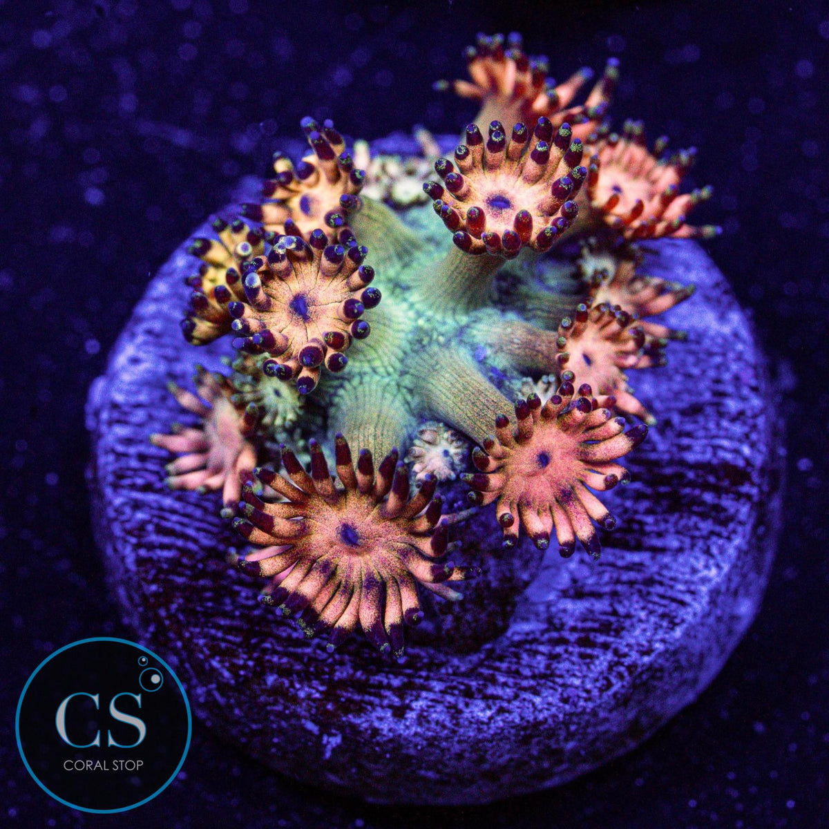 Grandmaster Goniopora