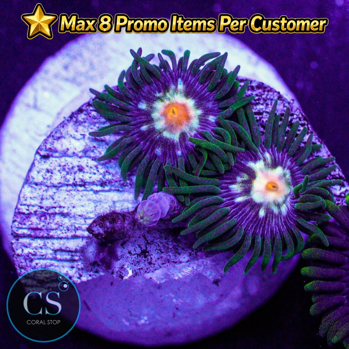 JF Stargazer Zoa