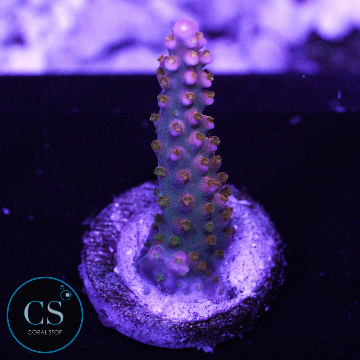 R66 MERLIN STAFF ACRO