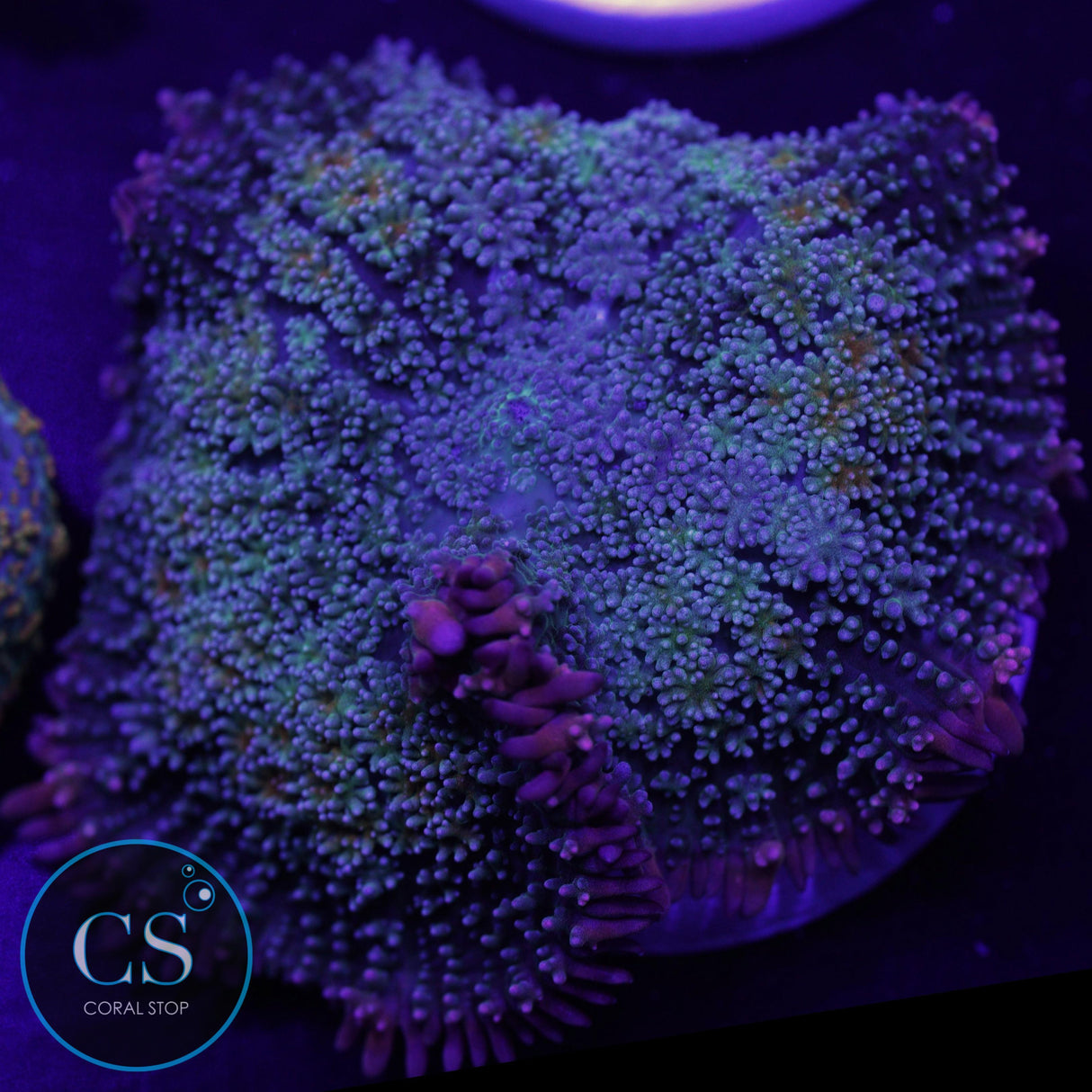 FRANKENSTEIN BRIDE BOUNCE MUSHROOM