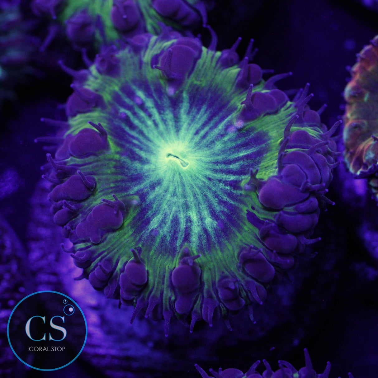 CS CITY PULSE BLASTO