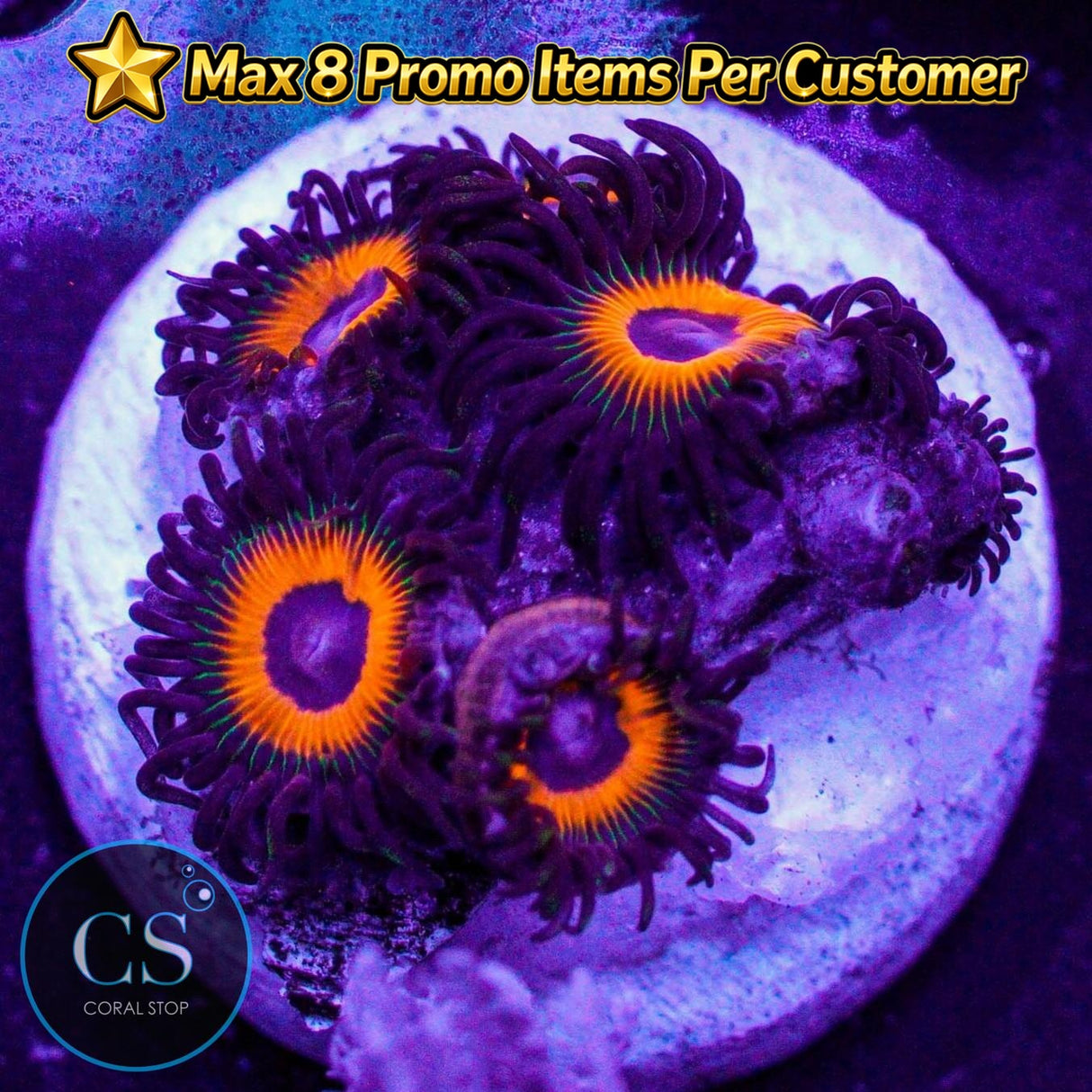 Firecracker Zoa